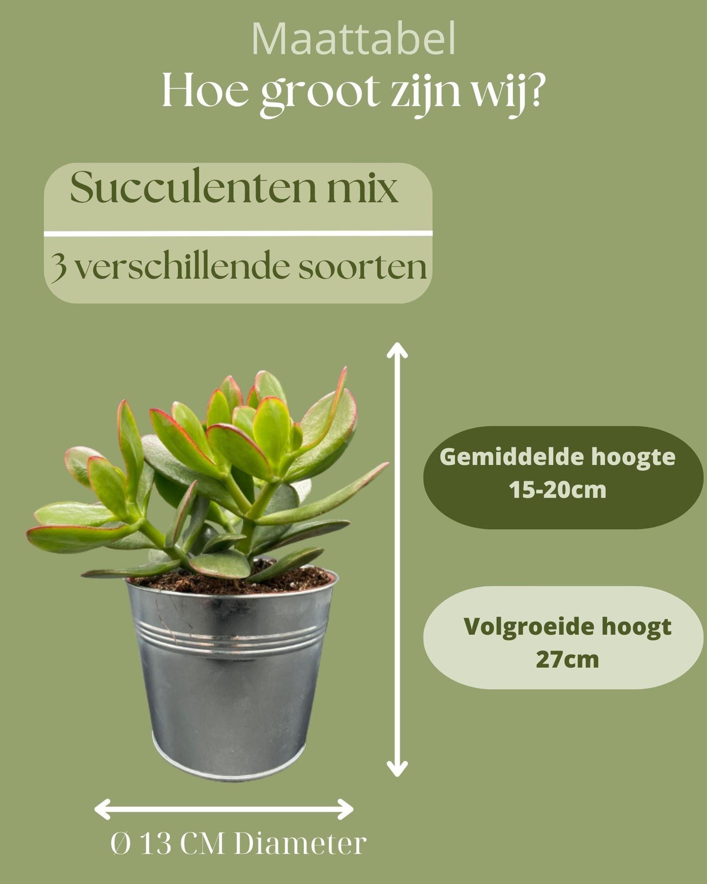Succulenten Mix - ↕16-22cm (3 Stuks) - Zinc - Ø13 cm