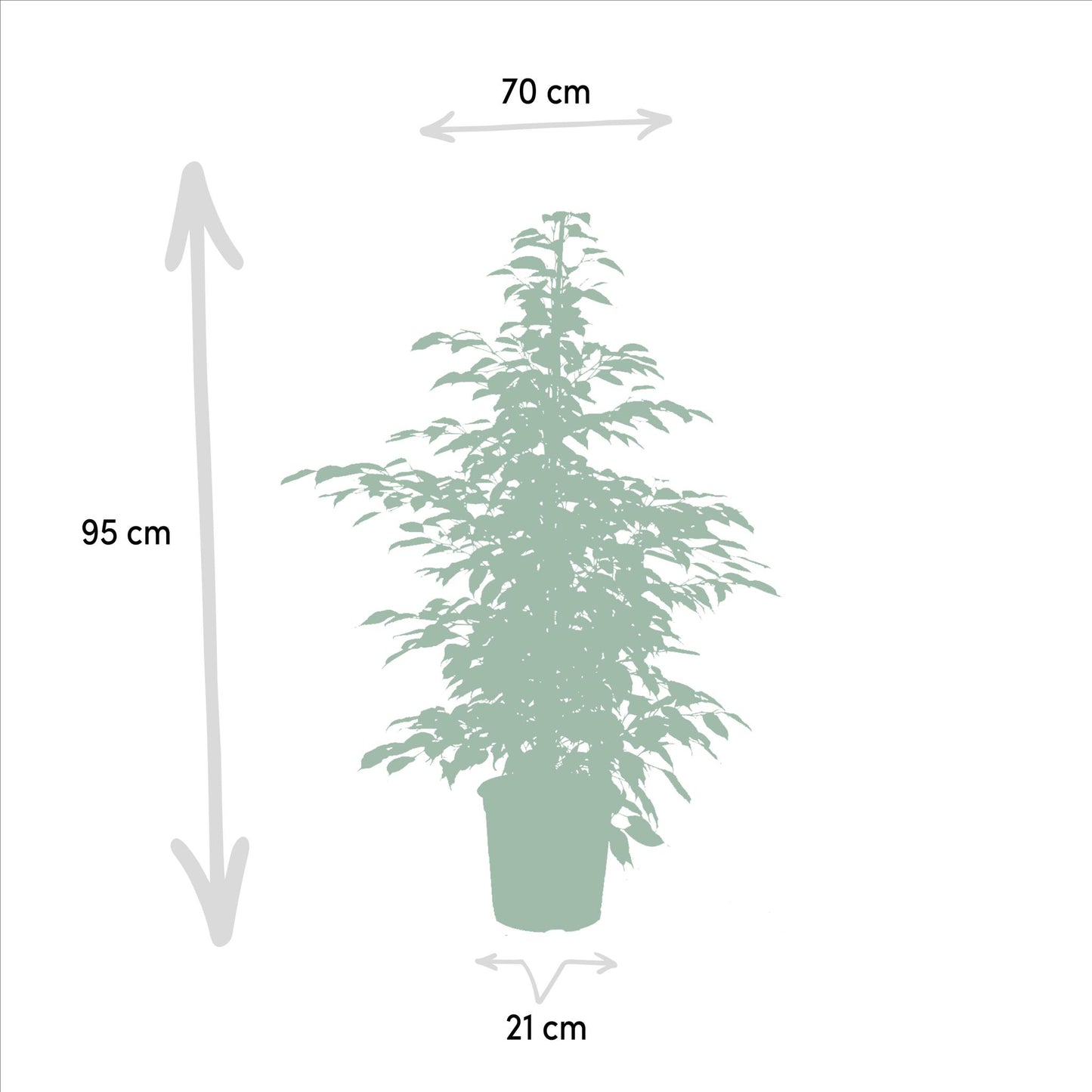 Ficus Benjamina Danielle - ↨95cm - Ø21cm + Ficus Benjamina Twilight - ↨95cm - Ø21cm + Ficus Microcarpa Moclame - ↨95cm - Ø21cm
