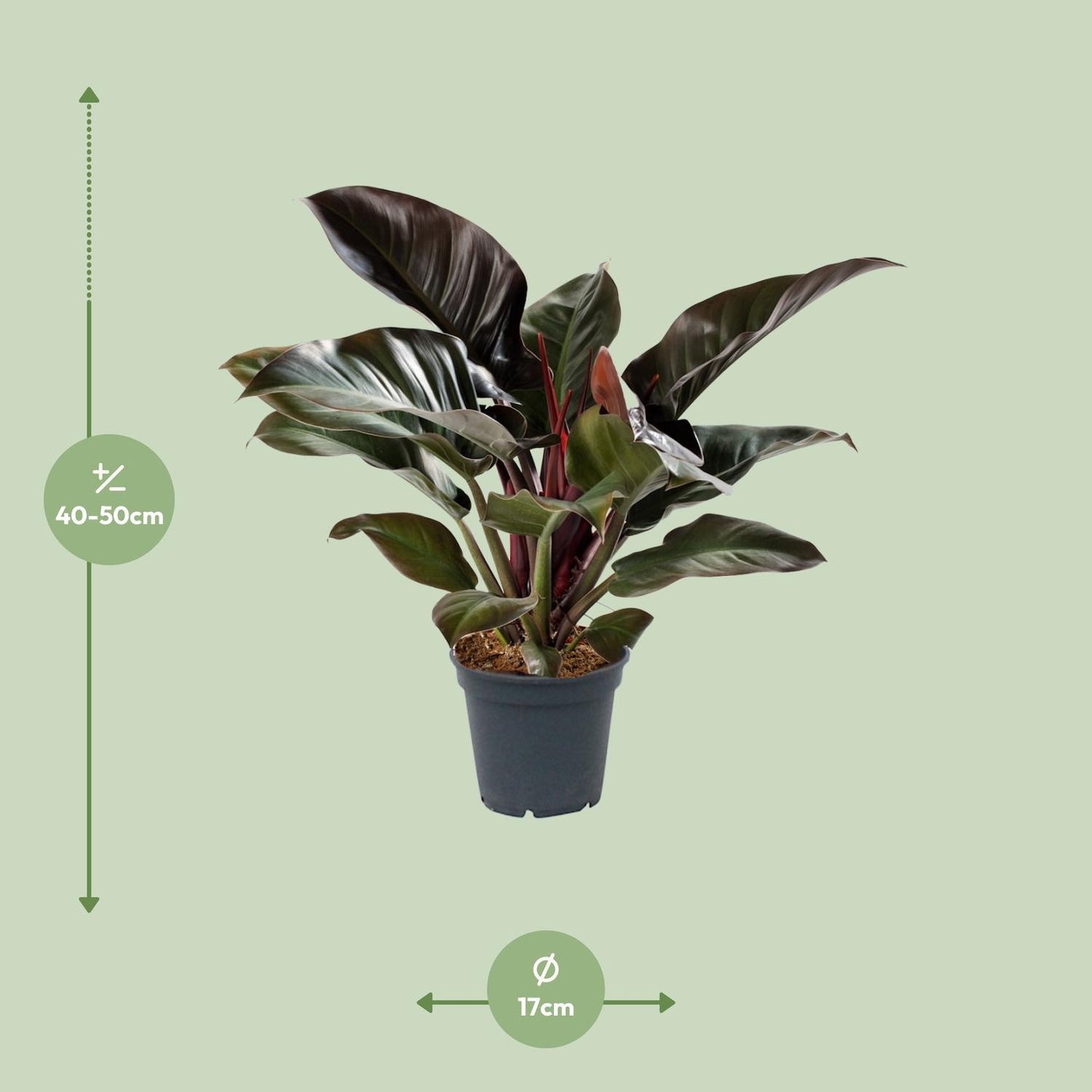 Philodendron Imperial Red - Ø17cm - ↕50cm