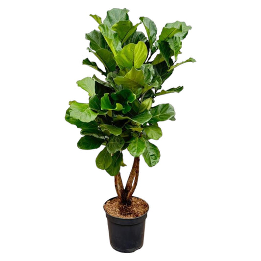 Ficus Lyrata vertakt XL - 200cm - ø32
