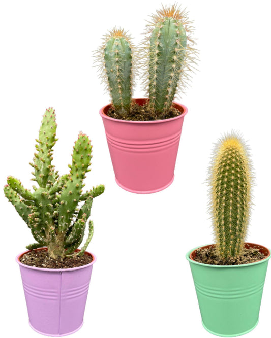 Cactus Palen Mix - ↕15-20cm (3 Stuks) - Colored Zinc - Ø9.5 cm