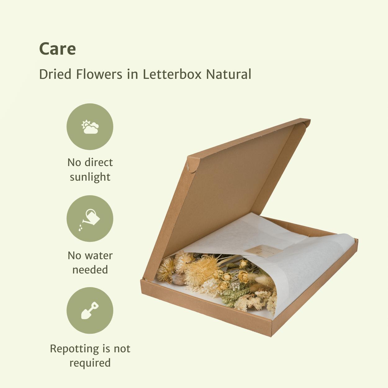 Droogbloemen in Letterbox Multi - Natural
