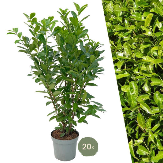 Grote Laurierkers Rotundifolia voor 10 strekkende meter haag | - 15L - 20x | ↨ 125-150 cm