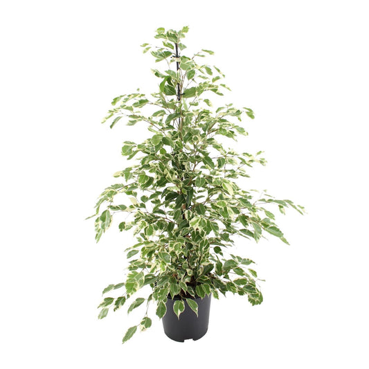 Ficus benjamina Twilight - Ø21cm - ↕95cm