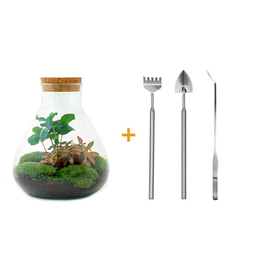 DIY terrarium - Sammie Coffea - ↕ 27 cm - Rake + Shovel + Tweezer
