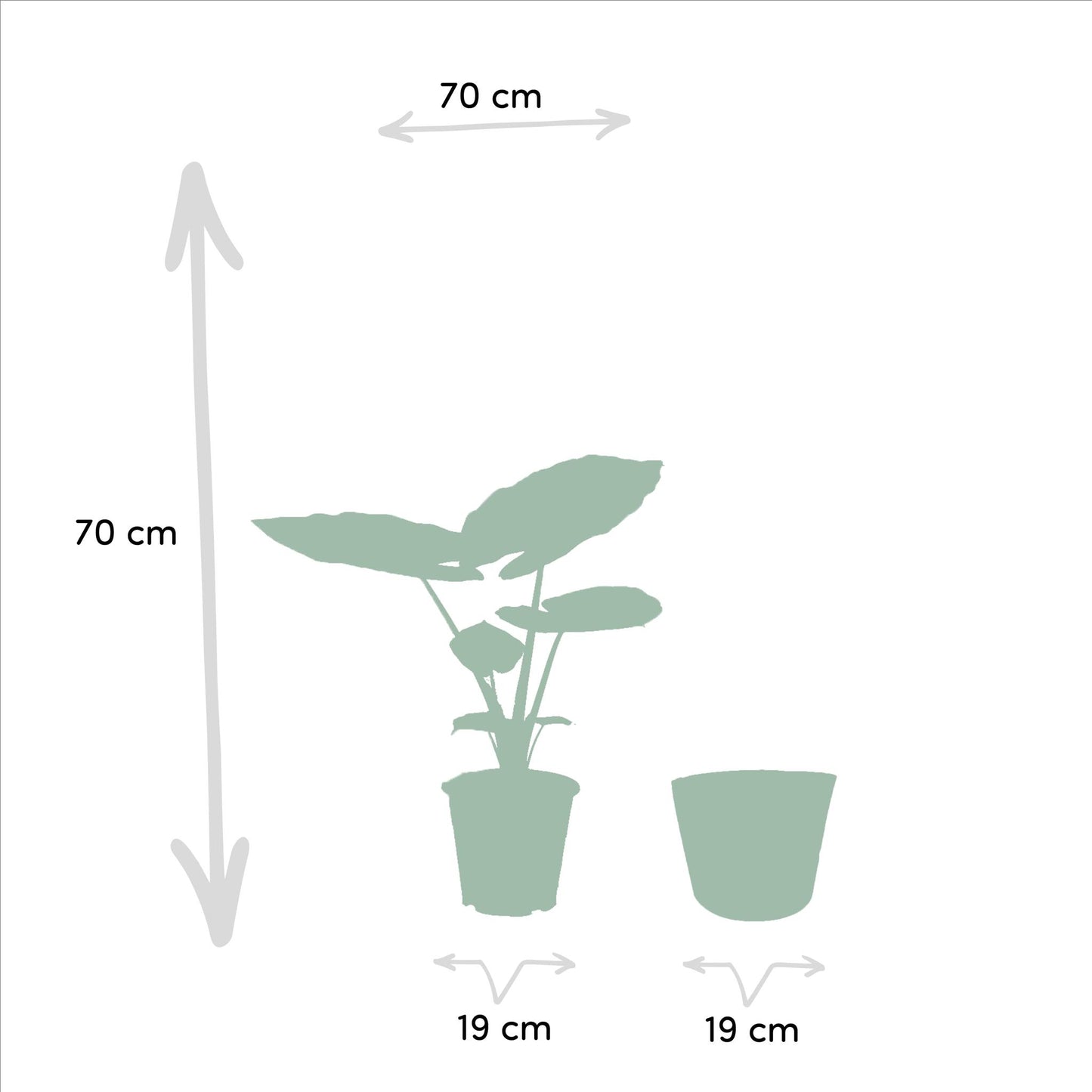 Strelitzia Nicolai - ↨85cm - Ø19cm + Alocasia Macrorrhiza - ↨70cm - Ø19cm + Incl. Mand Igmar