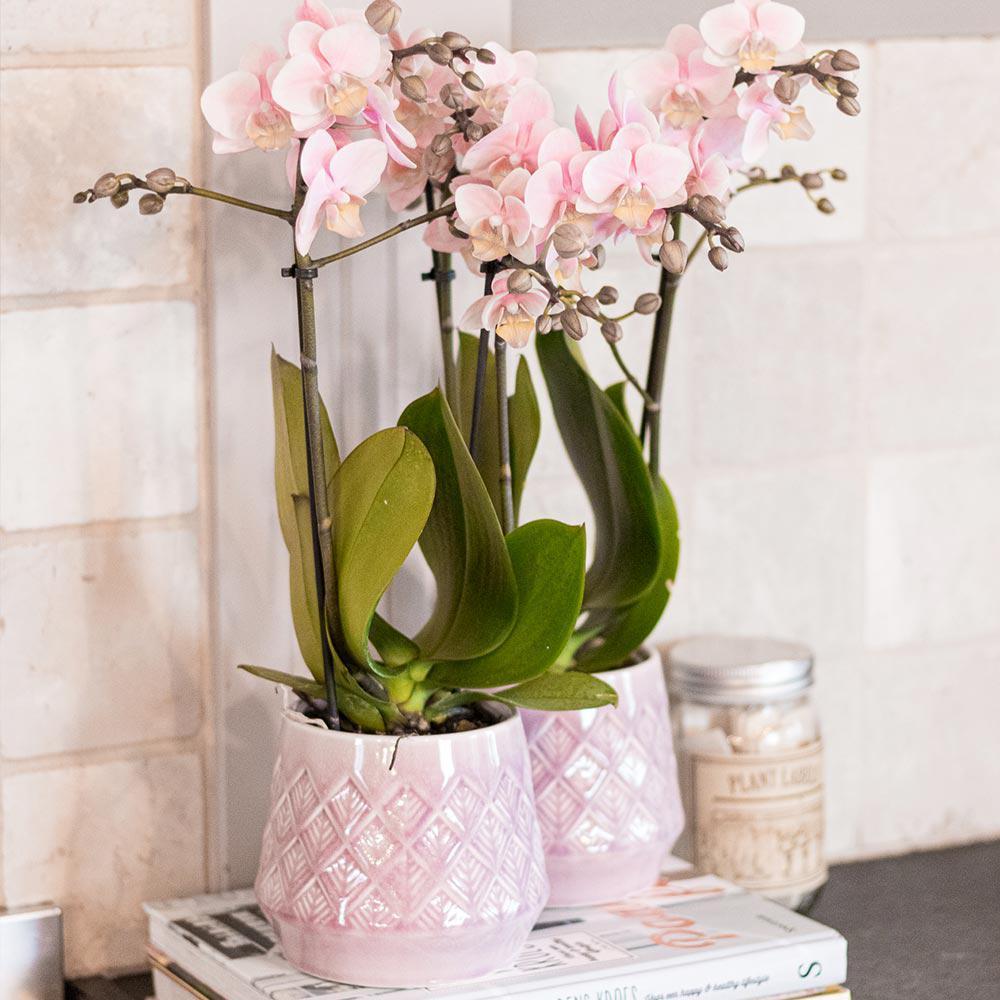 Kolibri Orchids | Roze phalaenopsis orchidee - Andorra - potmaat Ø9cm | bloeiende kamerplant - vers van de kweker