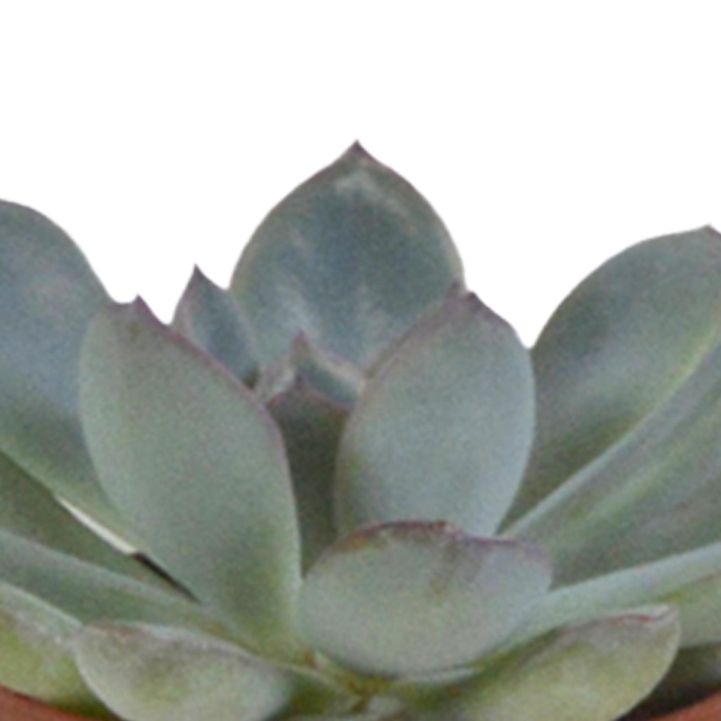 Vetplanten mix 5.5 cm - 5x - in witte pot