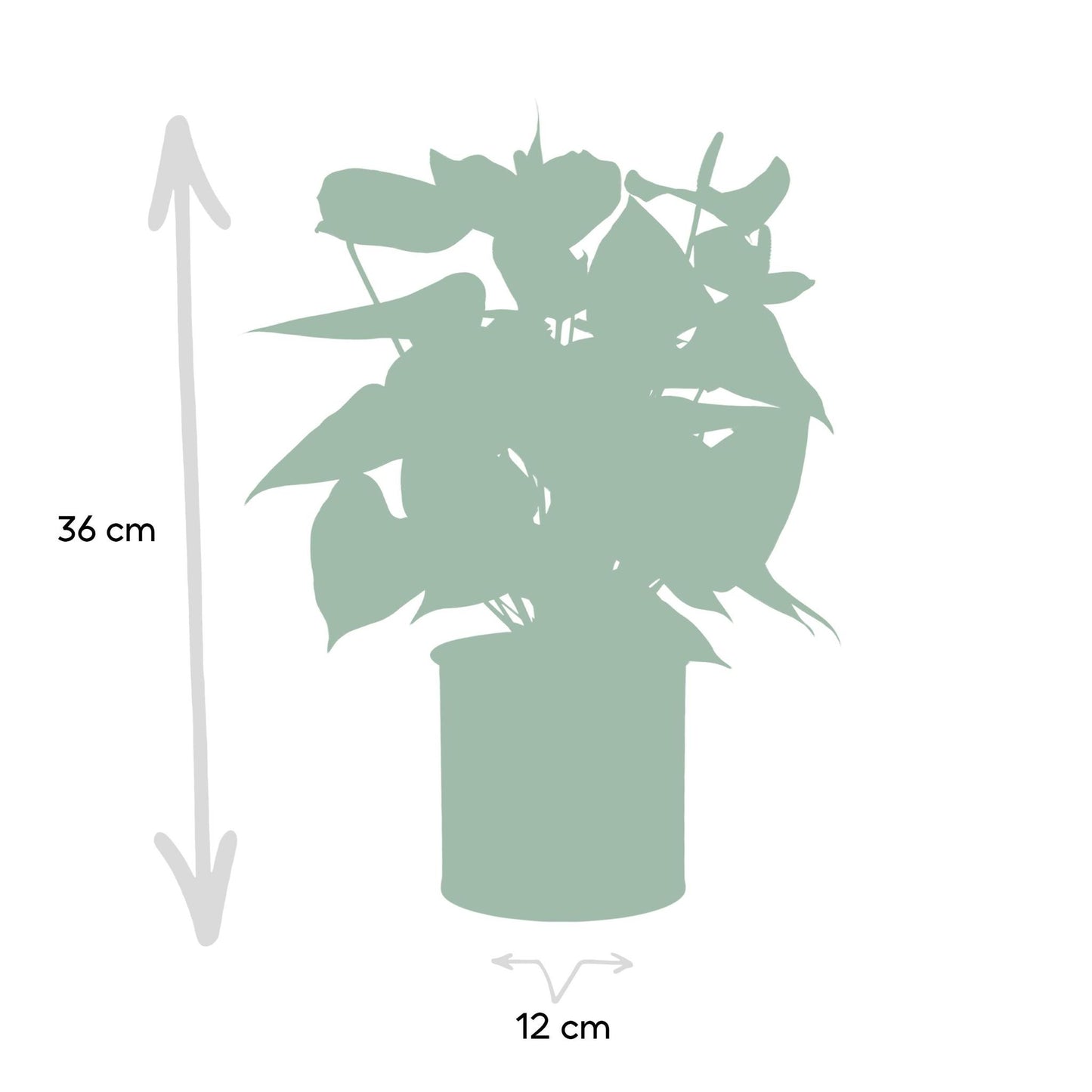 Anthurium andreanum Esudo incl. PURE zink - 45cm - Ø12