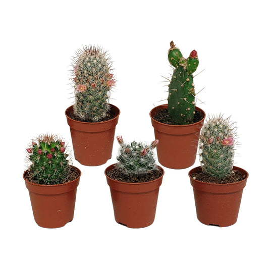 Cactus mix 5.5 cm - zonder pot bloeiend - 5x