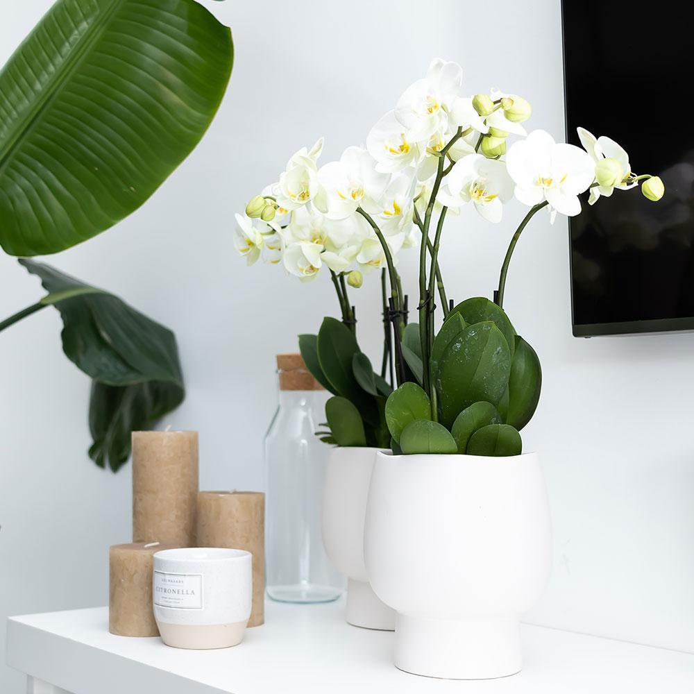 Kolibri Orchids | Witte Phalaenopsis orchidee – Amabilis + Scandic sierpot wit – potmaat Ø9cm – 45cm hoog | bloeiende kamerplant in bloempot - vers van de kweker