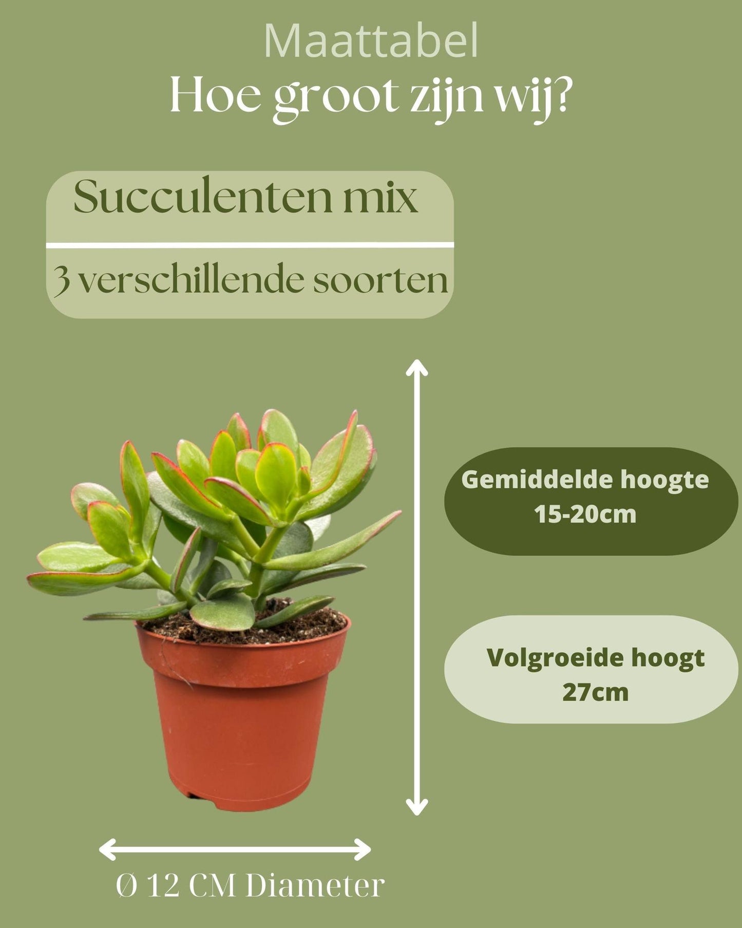 Succulenten Mix - ↕16-22cm (3 Stuks) - Normal - Ø12 cm