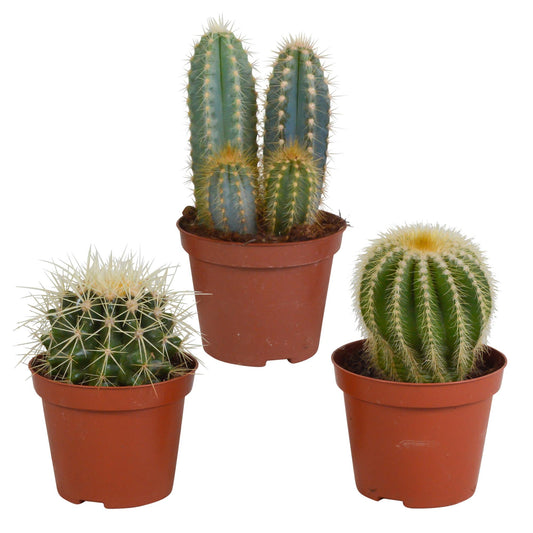 Cactus mix 8.5 cm - 3x - zonder pot