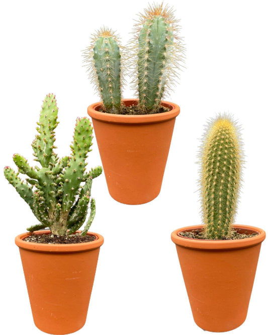Cactus Palen Mix - ↕15-20cm (3 Stuks) - Terracotta - Ø9.5 cm