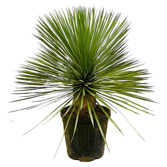 Yucca Rostrata op stam - 80 cm - Ø27