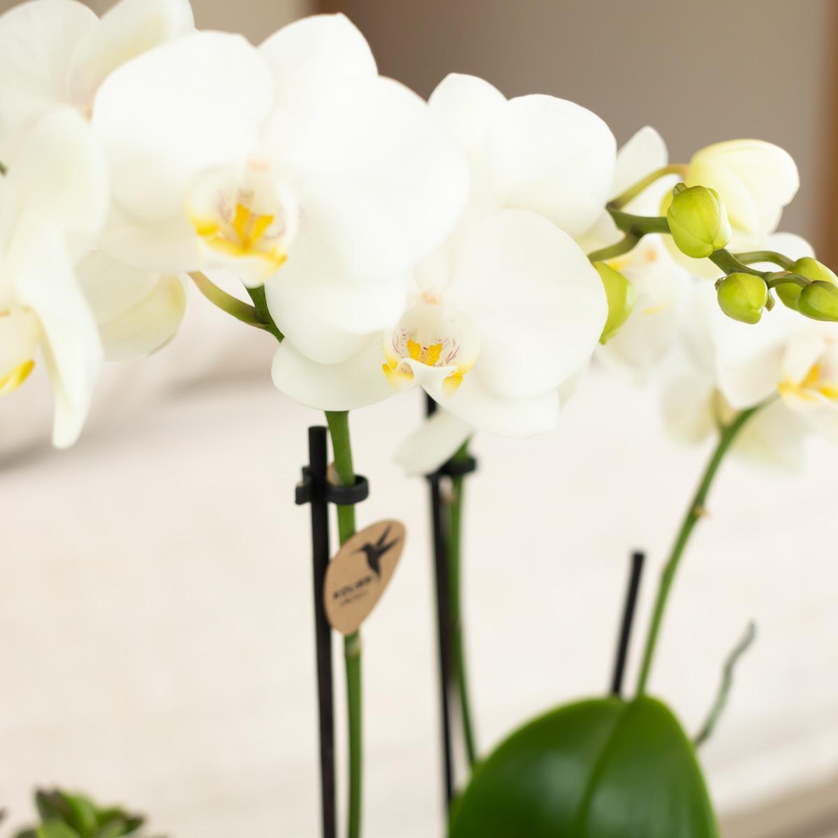 Kolibri Orchids | witte Phalaenopsis orchidee - Amabilis - potmaat Ø9cm | bloeiende kamerplant - vers van de kweker