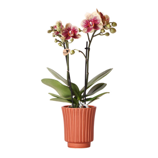 Kolibri Orchids | Geel rode phalaenopsis orchidee - Spain in Retro sierpot terracotta - potmaat Ø9cm - 40cm hoog | bloeiende kamerplant - vers van de kweker