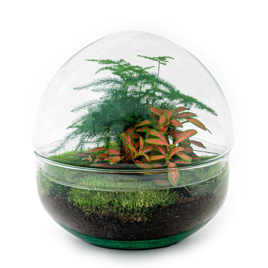 DIY terrarium - Dome Red - ↕ 20 cm - Normal