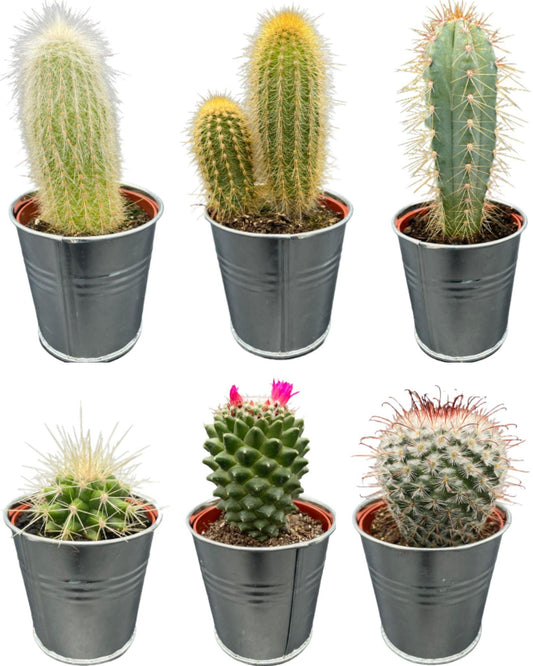 Cactus Mix - ↕8-15cm (6 Stuks) - Zinc - Ø7.5 cm