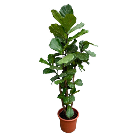 Ficus Lyrata vertakt XXL - 230cm - ø40