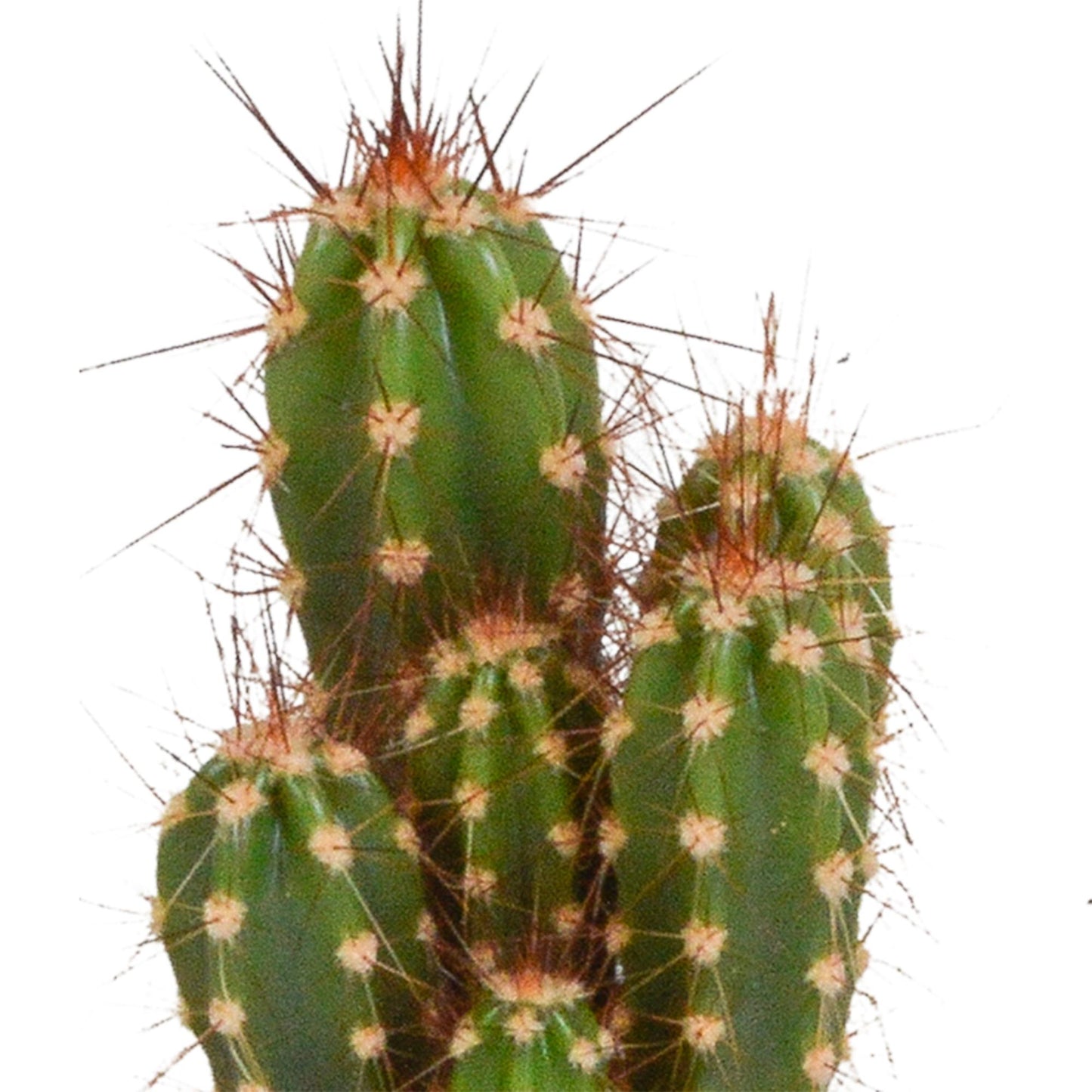 Cactus mix 5.5 cm - 5x - zonder pot