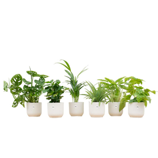 Verrassingsbox - 6 planten inclusief elho Vibes Fold Round Ø14 wit