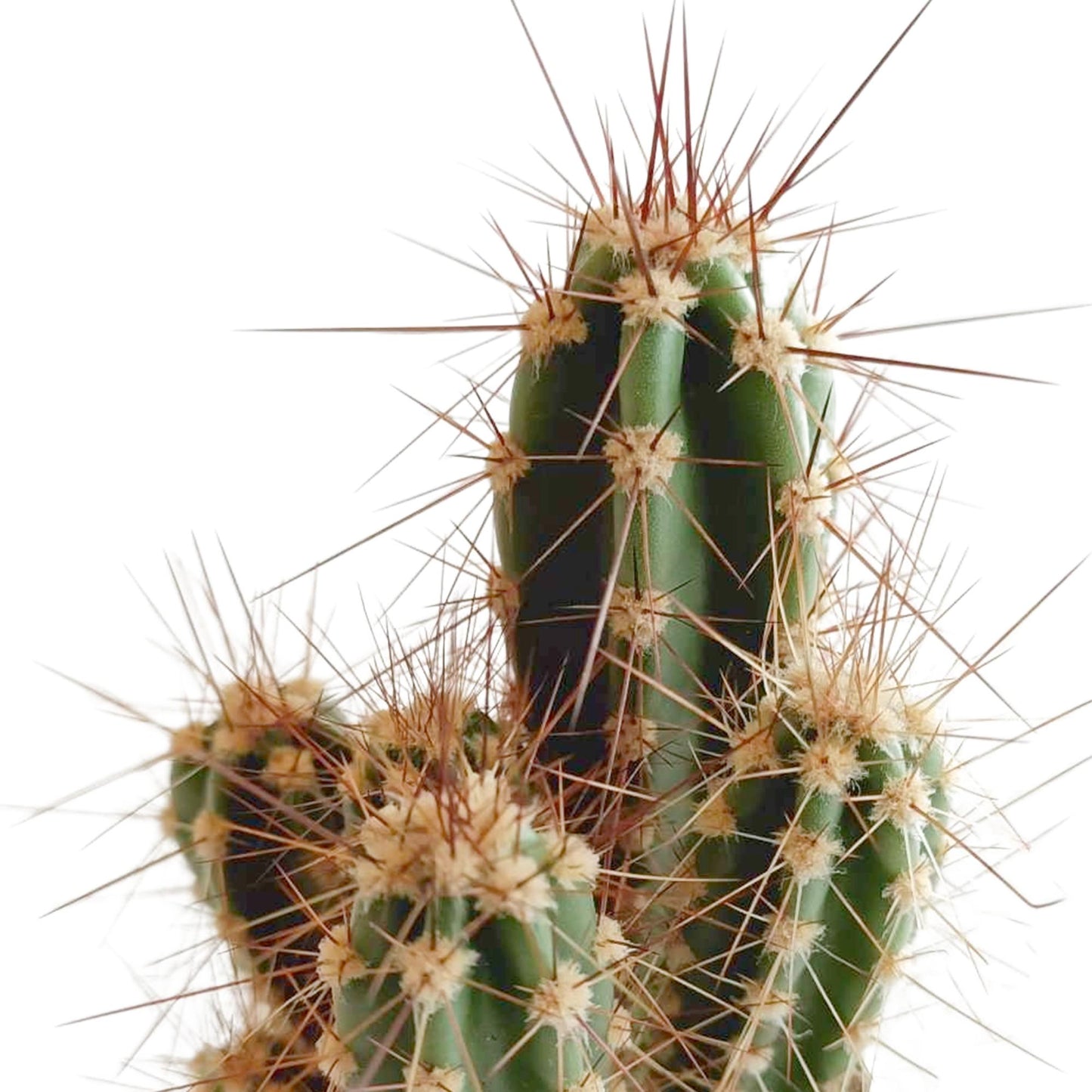 Cactus mix 5.5 cm - 5x - in Mexicaanse pot
