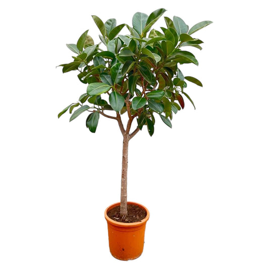 Ficus Elastica  Robusta op stam - 210cm - ø40