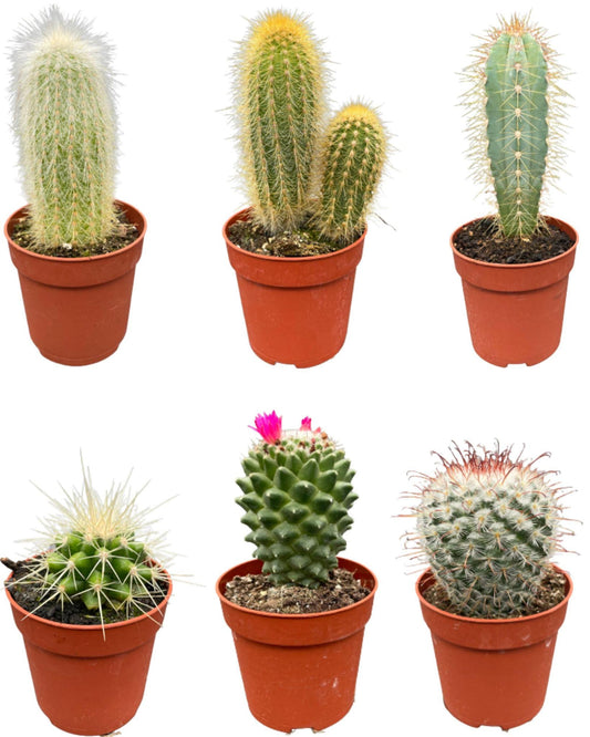 Cactus Mix - ↕8-15cm (6 Stuks) - Normal - Ø6.5 cm