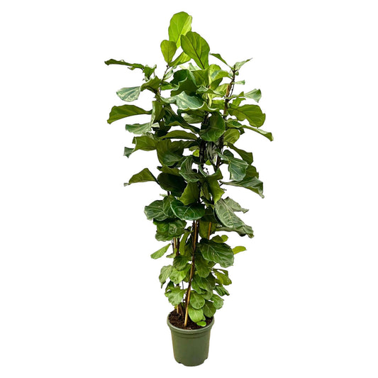 Ficus Lyrata struik XL - 230cm - ø40