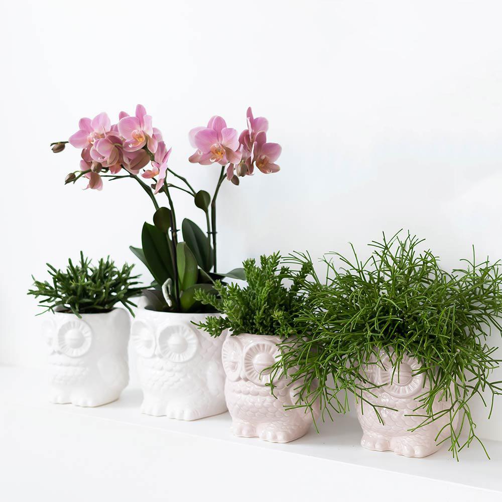 Planten set Owl white | Set met witte Phalaenopsis Orchidee Ø9cm en groene plant Succulent Ø6cm | incl. keramieken sierpotten