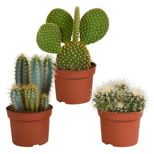 Cactus mix 10.5 cm - 3x - 12cm zonder pot
