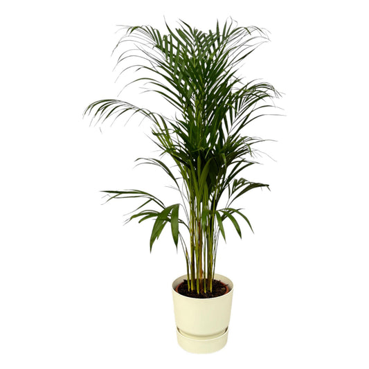 Areca palm - ↨110cm - Ø21cm inclusief elho Greenville Round wit D24xH23