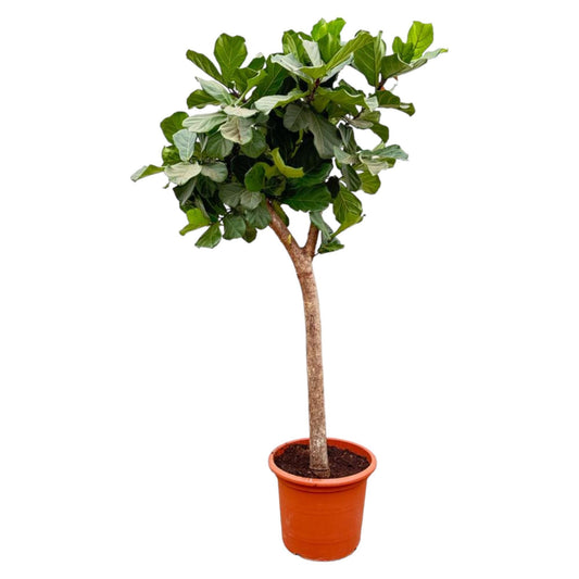 Ficus Lyrata boom XXXL - 230cm - ø42