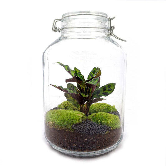 DIY terrarium - Jar Calathea - ↕ 28 cm - Normal