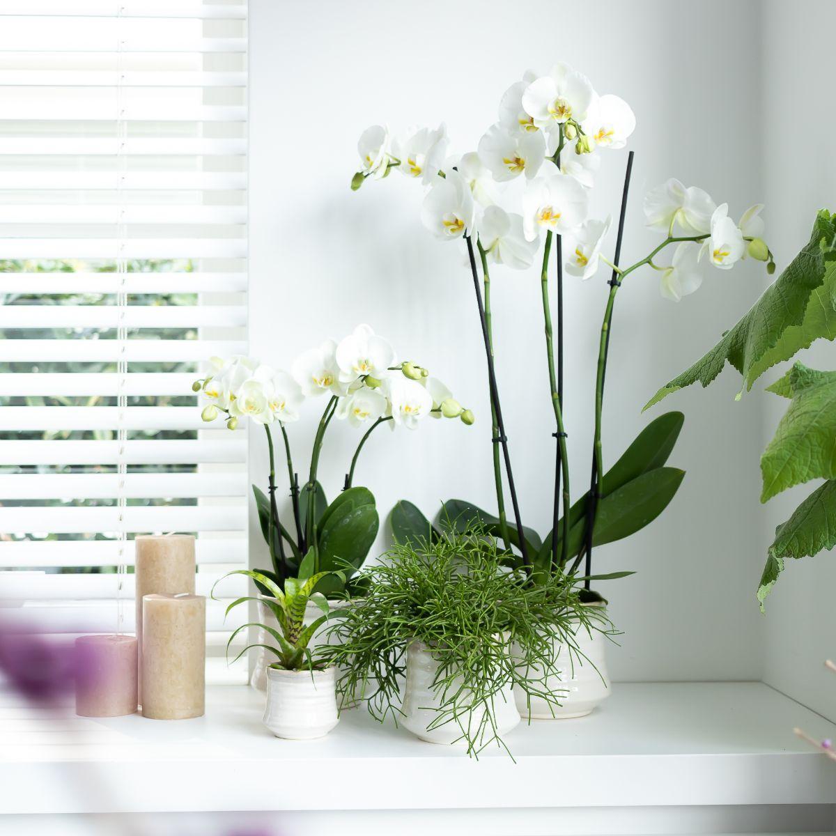 Kolibri Orchids | witte Phalaenopsis orchidee - Dame Blanche - potmaat Ø12cm | bloeiende kamerplant - vers van de kweker