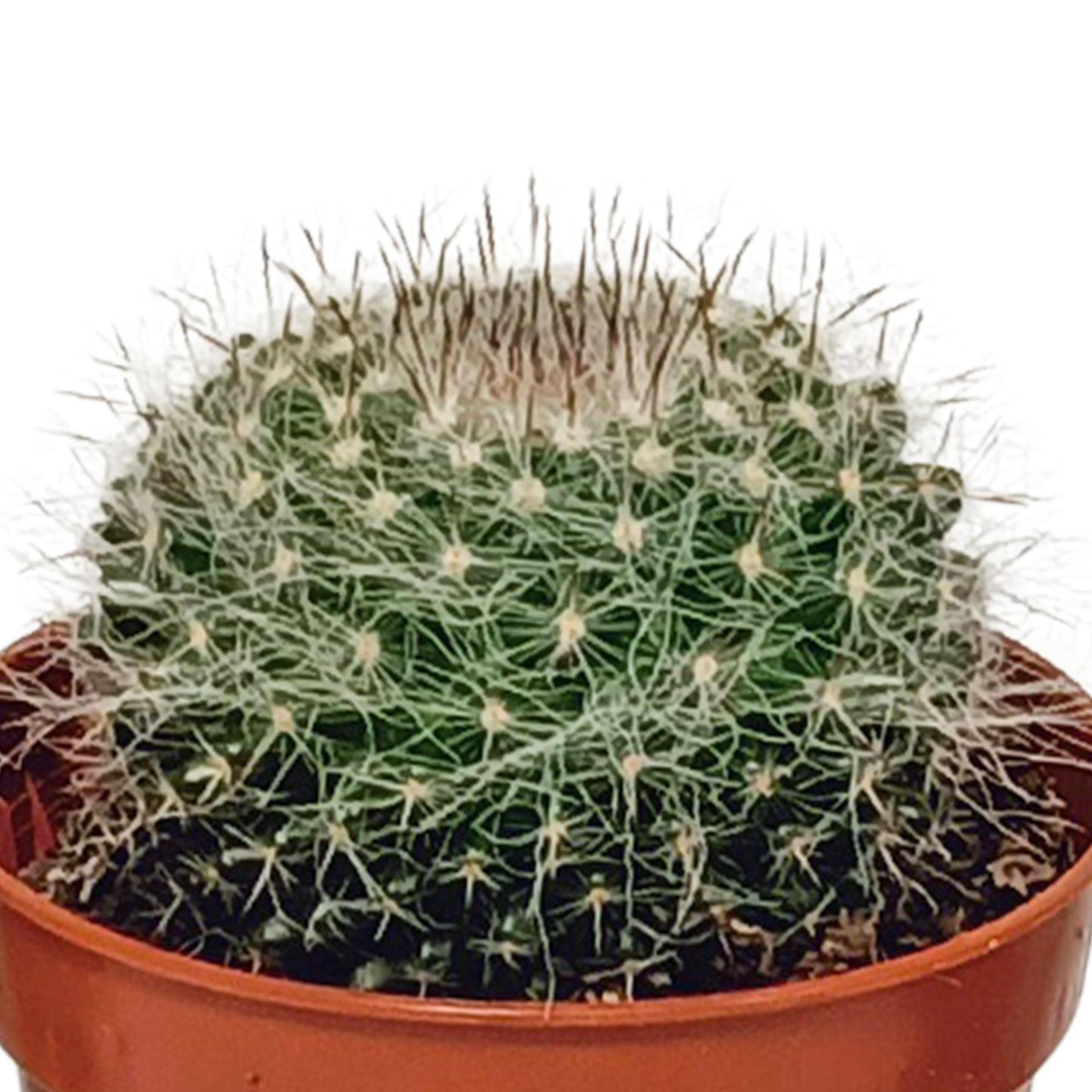 Cactus mix 5.5 cm - 10x - zonder pot