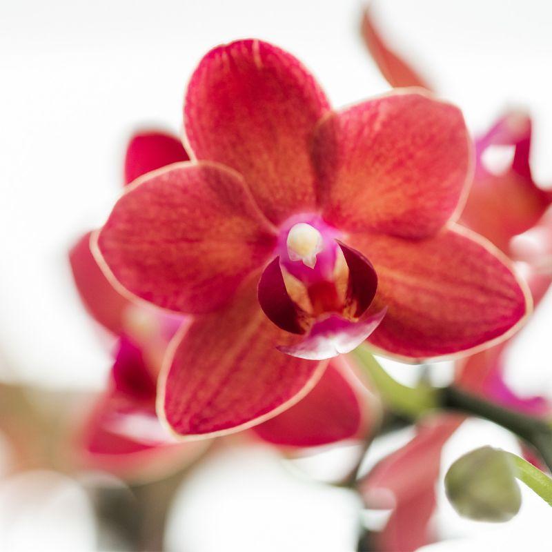 Kolibri Orchids | Rode Phalaenopsis orchidee – Congo + Gummy pot travertine – potmaat Ø9cm – 40cm hoog | bloeiende kamerplant in bloempot - vers van de kweker
