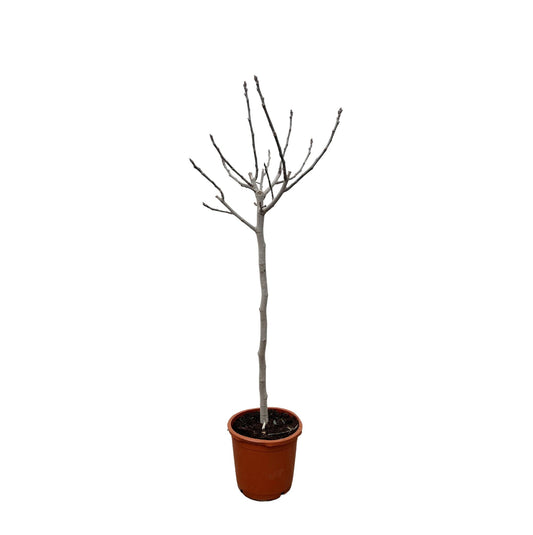 Ficus Carica op stam - 180 cm - ø30