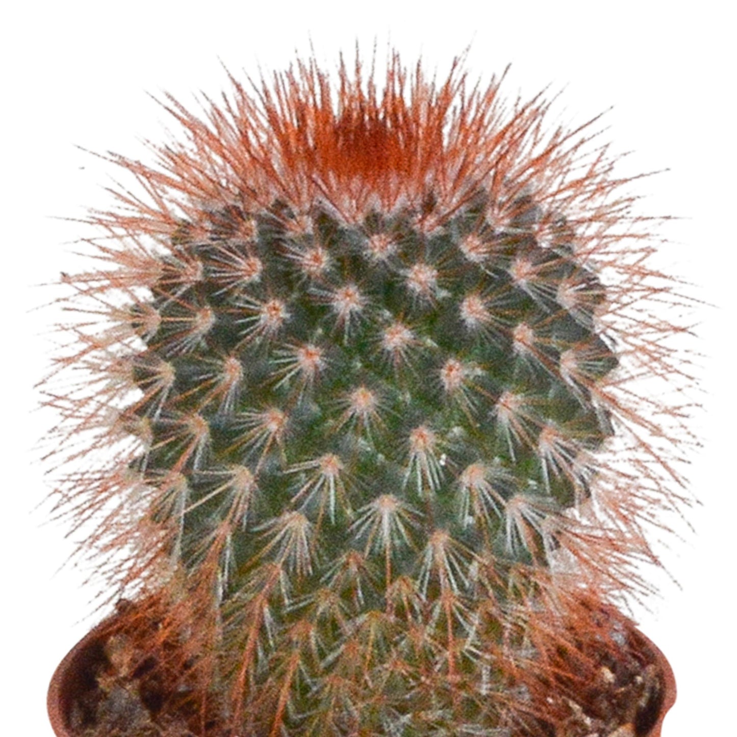 Cactus mix 5.5 cm - 10x - zonder pot