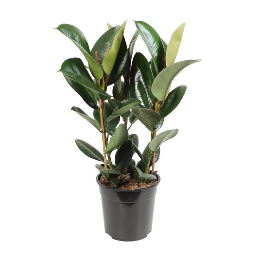 Ficus Elastica Robusta - Ø27cm - ↕85cm