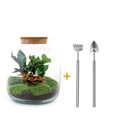 DIY terrarium - Billie Botanical - ↕ 30 cm - Rake + Shovel