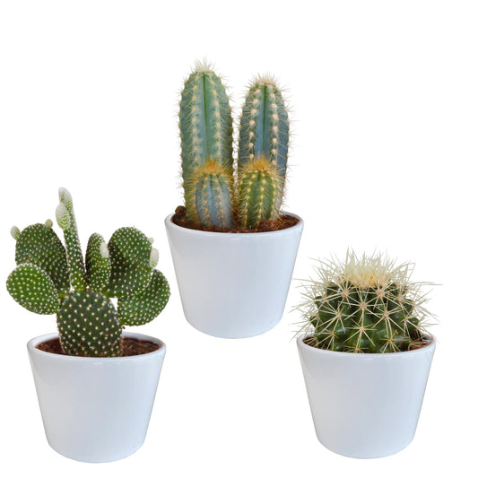Cactus mix 10.5 cm - 3x - in witte pot