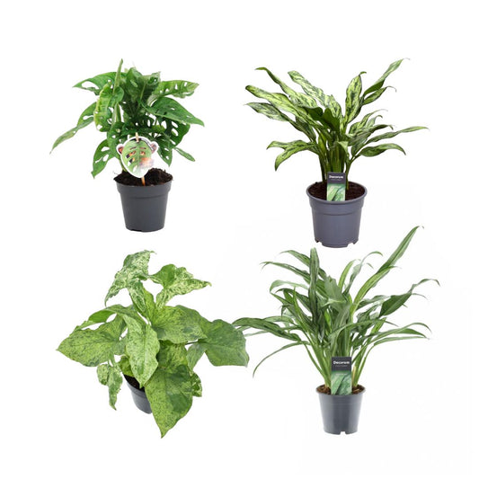 Groen mix 4 planten - Monstera obliqua 'Monkey Leaf' - 25 cm - ø12 - Aglaonema Juliette - 40 cm - ø12 - Syngonium Mottled - 25 cm - ø12 - Aglaonema Cutlass - 40 cm - ø12
