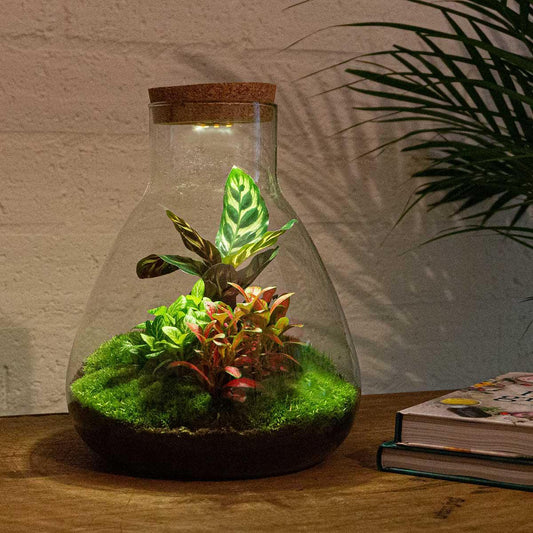 DIY terrarium - Sam Calathea with Light - ↕ 30 cm - Normal