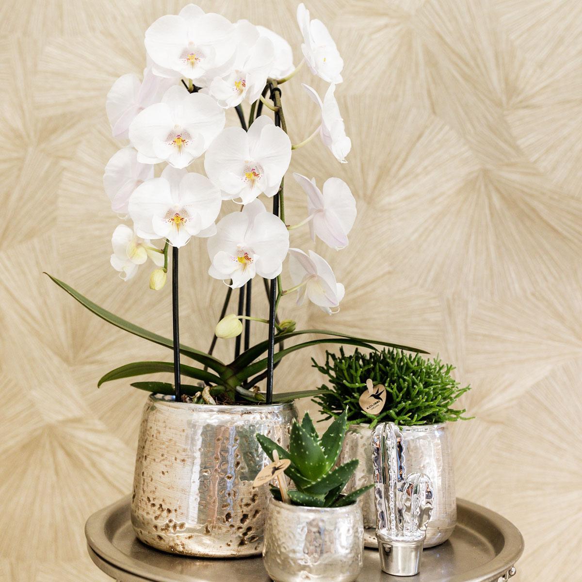 Kolibri Home | Ornament - Decoratie beeld Cactus - Silver