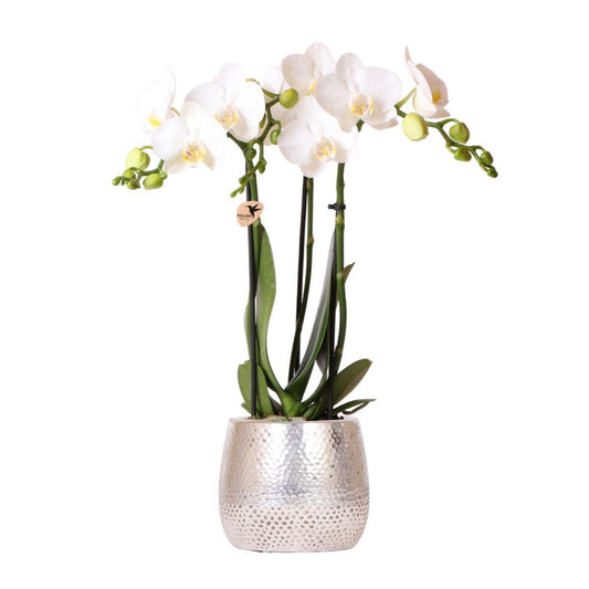 Kolibri Orchids | witte Phalaenopsis orchidee - Amabilis + Elite pot silver- potmaat Ø9cm - 35cm hoog | bloeiende kamerplant - vers van de kweker