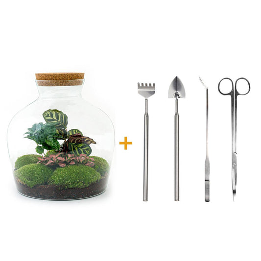 DIY terrarium - Fat Joe Coffea - ↕ 30 cm - Rake + Shovel + Tweezer + Scissors
