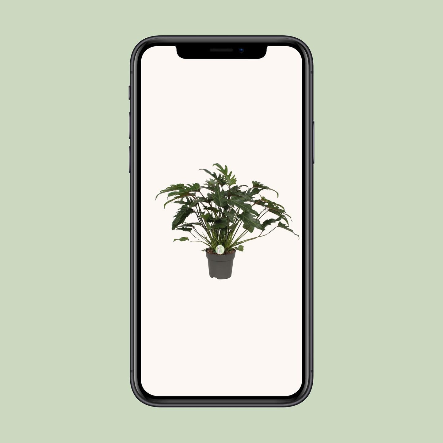 Philodendron Xanadu - Ø21cm - ↕65cm