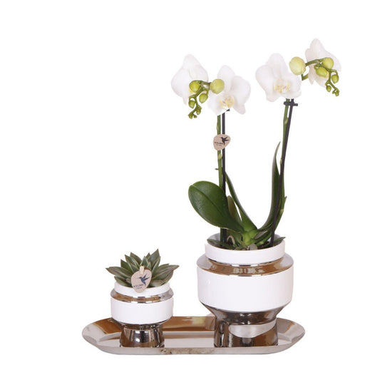 Kolibri Company - Set van witte orchidee en Succulent op zilveren dienblad - vers van de kweker
